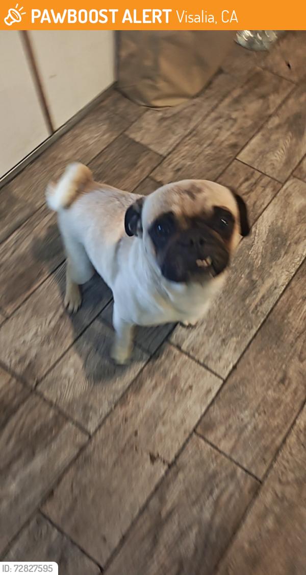 Found/Stray Male Dog last seen County Center and Whitendale, Visalia, CA 93277