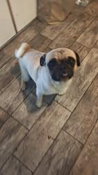 Found/Stray Male Dog last seen County Center and Whitendale, Visalia, CA 93277