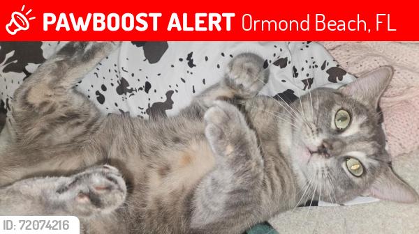 Lost Female Cat last seen Halifax, Ormond Beach, FL 32174