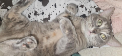 Lost Female Cat last seen Halifax, Ormond Beach, FL 32174
