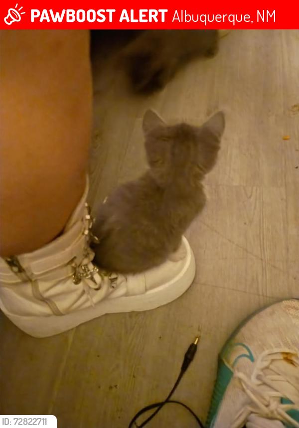 Lost Female Cat last seen Central ave, Albuquerque, NM 87108