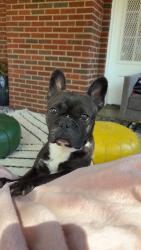 Reunited Male Dog last seen 34th st, Washington, DC 20020