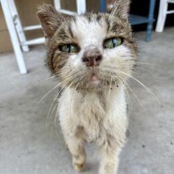 Shelter Stray Female Cat last seen N NEW HAMPSHIRE AVE, TAVARES, Deer Island, FL 32778