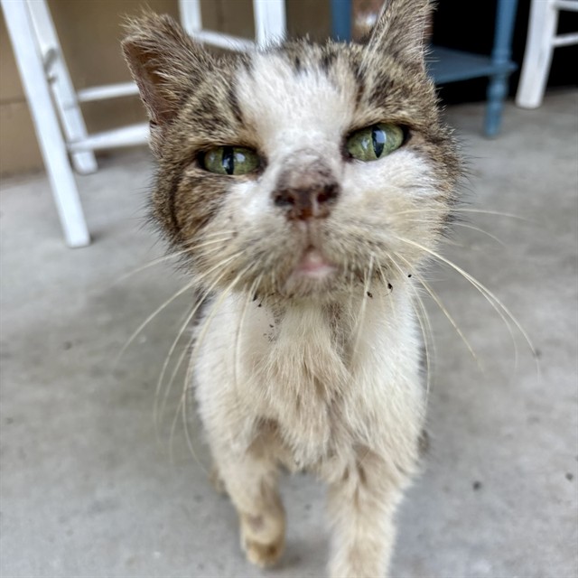 Shelter Stray Female Cat last seen N NEW HAMPSHIRE AVE, TAVARES, 12280 County Rd 448, Tavares, FL 32778, USA