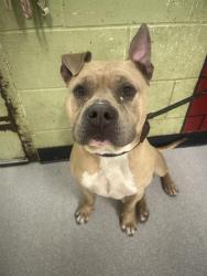 Shelter Stray Male Dog last seen Near , Indianapolis, IN 46221