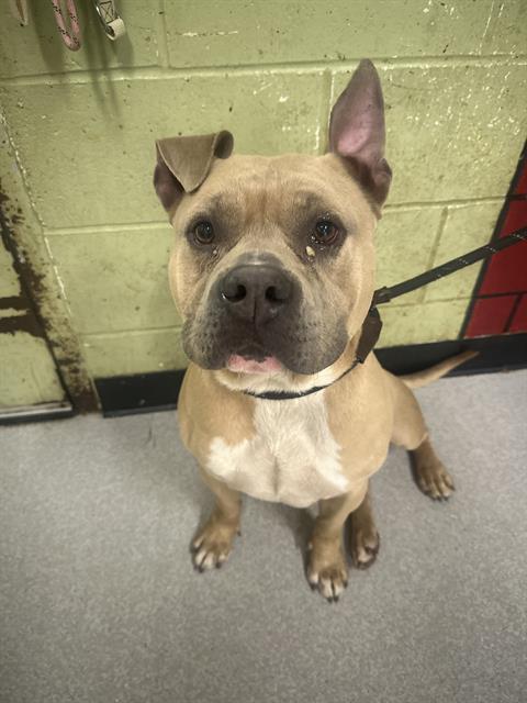 Shelter Stray Male Dog last seen Near , Indianapolis, IN 46221