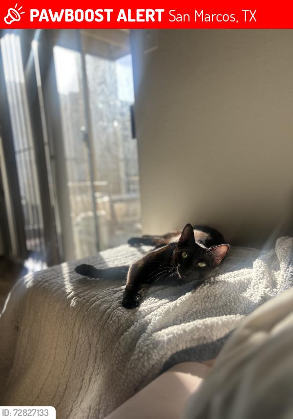 Lost Male Cat last seen Second street & Lockhart, by mill street , San Marcos, TX 78666