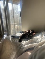 Lost Male Cat last seen Second street & Lockhart, by mill street , San Marcos, TX 78666
