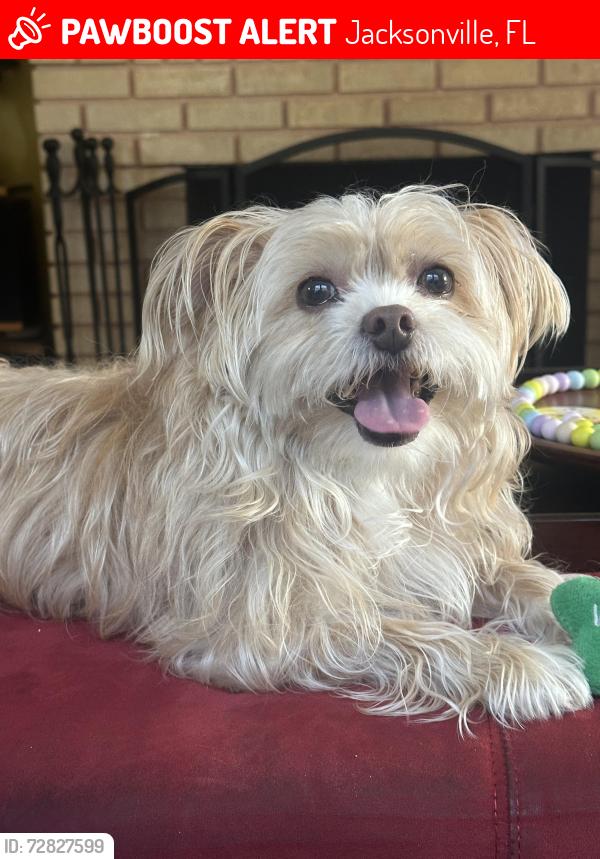 Lost Male Dog last seen Hendricks Avenue, Jacksonville, FL 32207