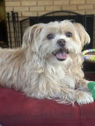 Lost Male Dog last seen Hendricks Avenue, Jacksonville, FL 32207