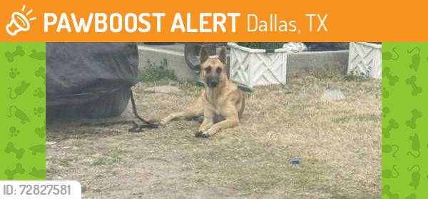 Found/Stray Female Dog last seen N masters Dr, Dallas, TX 75227