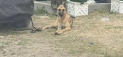 Found/Stray Female Dog last seen N masters Dr, Dallas, TX 75227