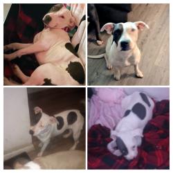 Lost Female Dog last seen Comanche creek, Waco, TX 76705