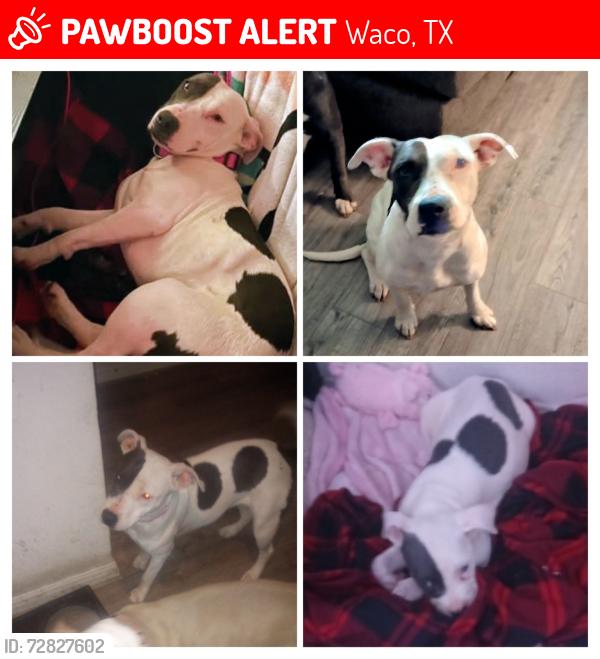 Lost Female Dog last seen Comanche creek, Waco, TX 76705