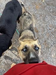 Found/Stray Male Dog last seen At my  , Norman, OK 73026