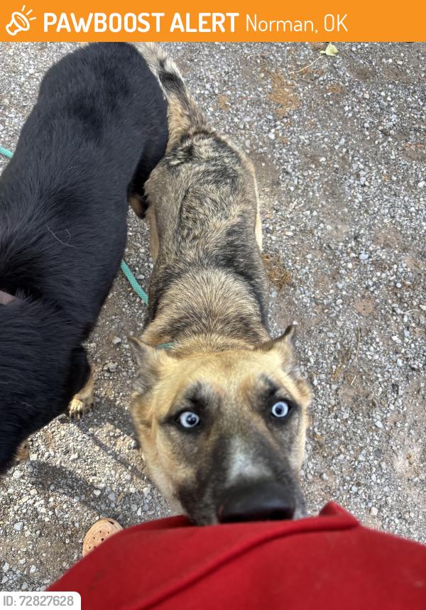 Found/Stray Male Dog last seen At my  , Norman, OK 73026