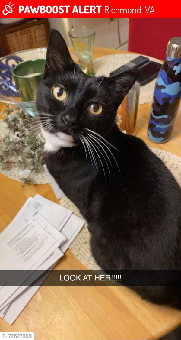Lost Female Cat last seen South Battery Drive, Richmond, VA 23222