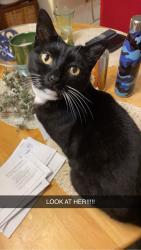 Lost Female Cat last seen South Battery Drive, Richmond, VA 23222