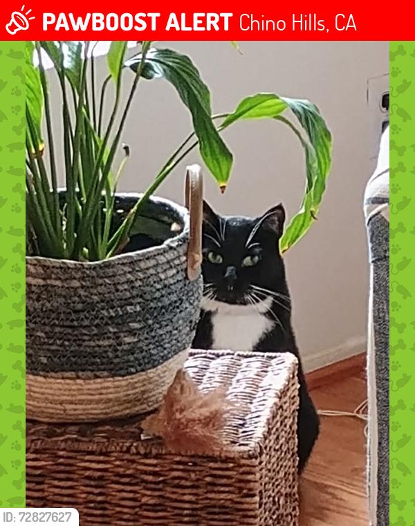 Lost Male Cat last seen Soquel Canyon Parkway and Elinvar, Chino Hills, CA 91709