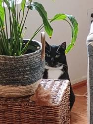 Lost Male Cat last seen Soquel Canyon Parkway and Elinvar, Chino Hills, CA 91709