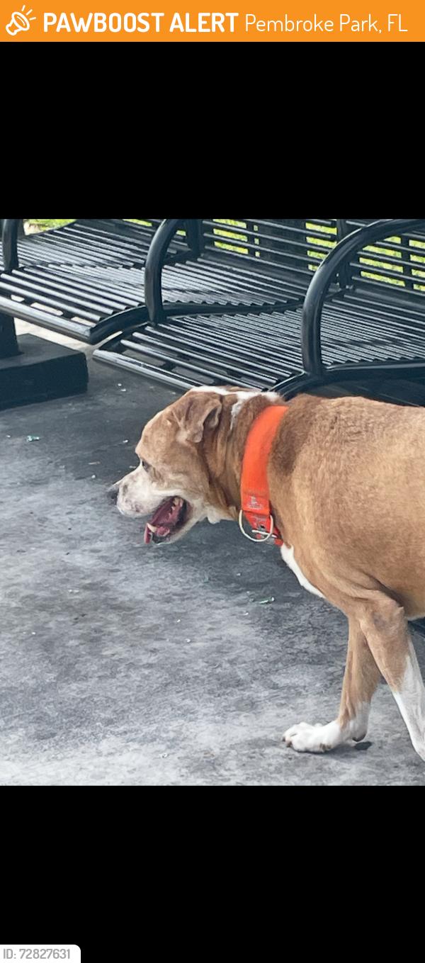 Found/Stray Male Dog last seen Family dollar in Hallandale beach blvd, Pembroke Park, FL 33023