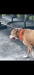 Found/Stray Male Dog last seen Family dollar in Hallandale beach blvd, Pembroke Park, FL 33023