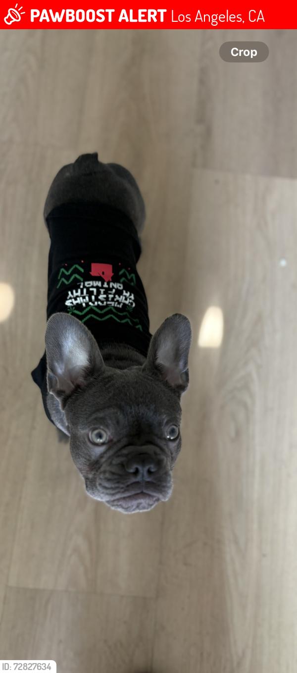 Lost Female Dog last seen 63rd, west blvd. , Los Angeles, CA 90043