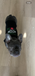 Lost Female Dog last seen 63rd, west blvd. , Los Angeles, CA 90043