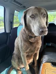 Found/Stray Female Dog last seen Dekalb regional medical center , Fort Payne, AL 35967