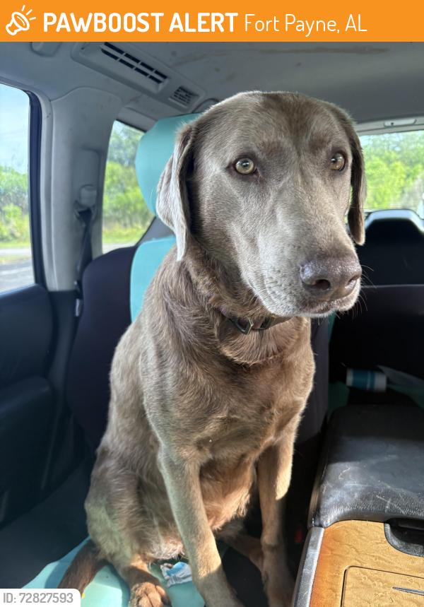 Found/Stray Female Dog last seen Dekalb regional medical center , Fort Payne, AL 35967