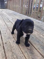 Lost Male Dog last seen Harlem la e villa rica ga, Villa Rica, GA 30180