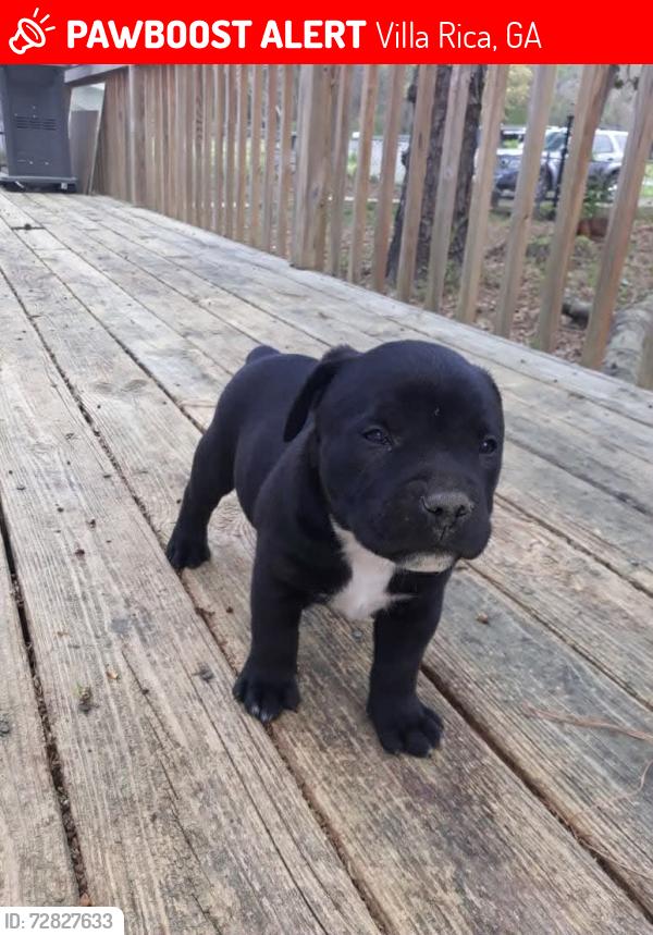Lost Male Dog last seen Harlem la e villa rica ga, Villa Rica, GA 30180