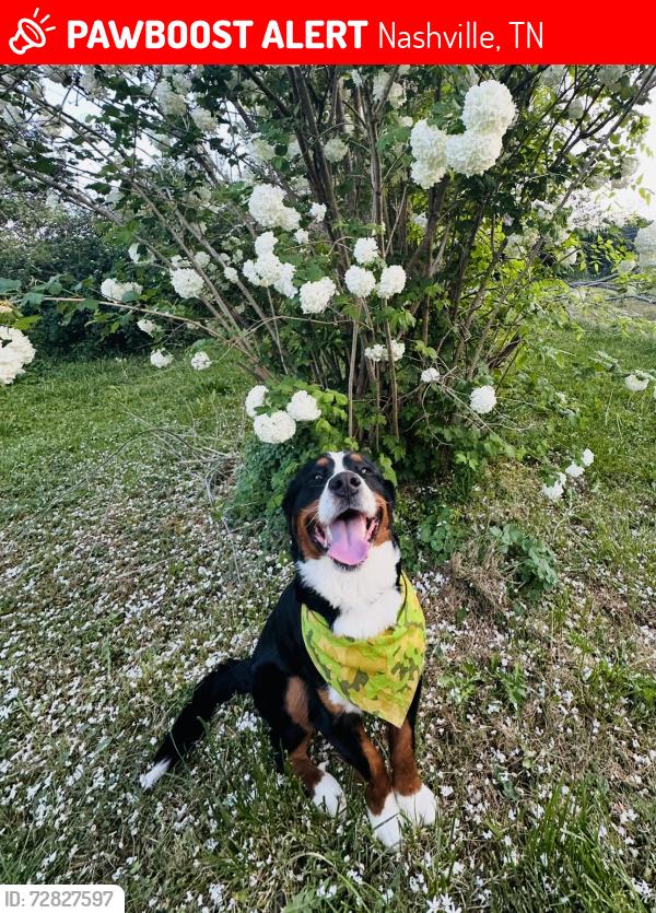 Lost Male Dog last seen 12th Ave S & Edgehill, Nashville, TN 37203