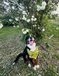 Lost Male Dog last seen 12th Ave S & Edgehill, Nashville, TN 37203