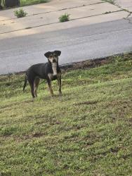 Found/Stray Female Dog last seen 171st and s 92nd e ave, southtown ests , Bixby, OK 74008