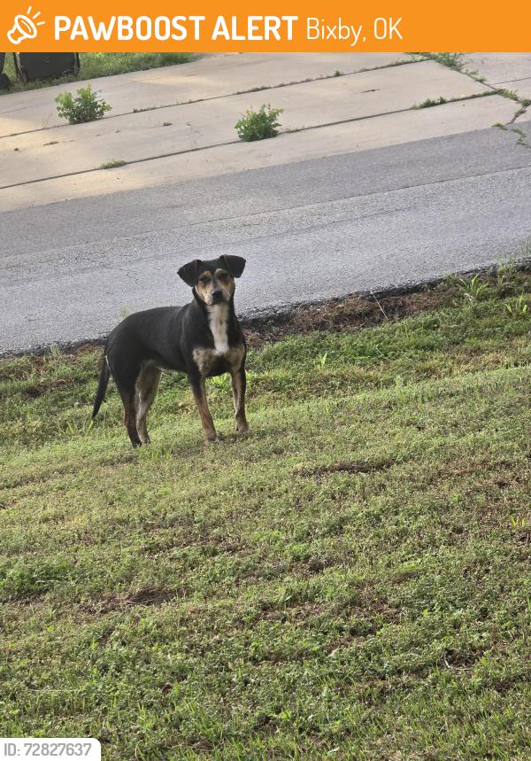 Found/Stray Female Dog last seen 171st and s 92nd e ave, southtown ests , Bixby, OK 74008