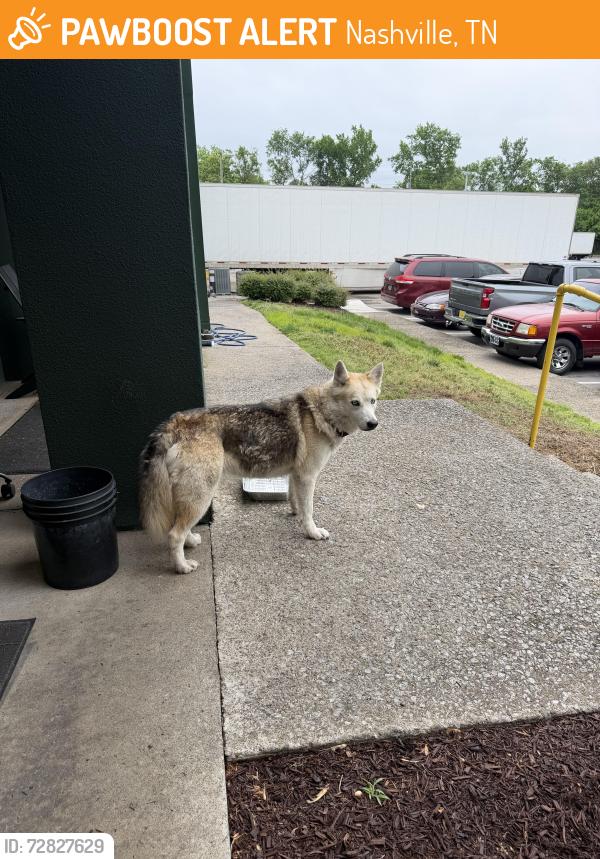 Found/Stray Female Dog last seen Richards Rd & Cummings Park Dr across from Food Lion, Nashville, TN 37013