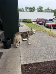 Found/Stray Female Dog last seen Richards Rd & Cummings Park Dr across from Food Lion, Nashville, TN 37013