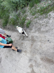 Found/Stray Male Dog last seen Tuolumne River , Coulterville, CA 95311