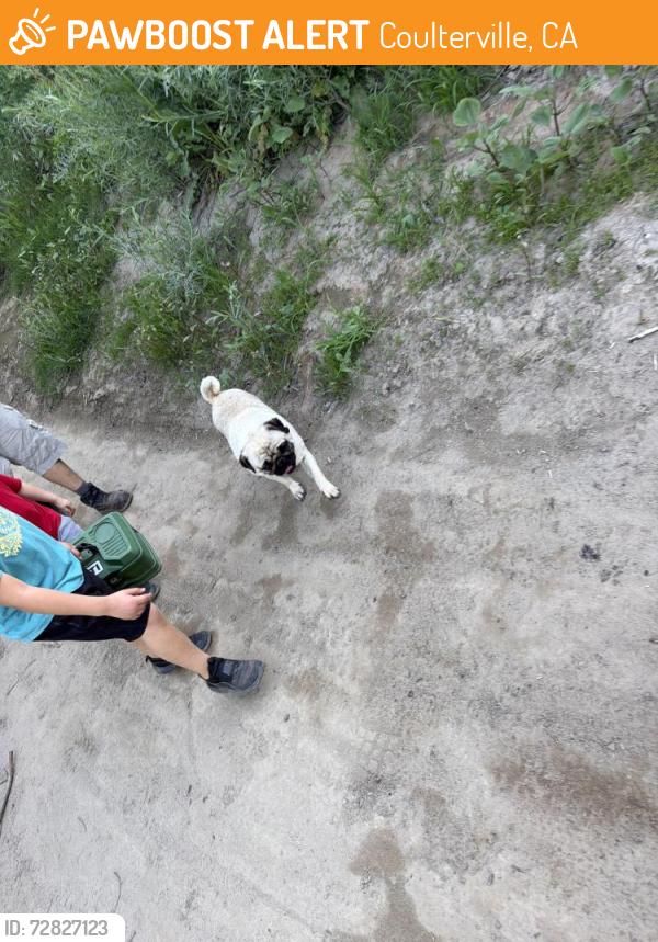 Found/Stray Male Dog last seen Tuolumne River , Coulterville, CA 95311