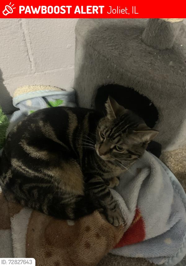 Lost Female Cat last seen Near s may street Joliet il, Joliet, IL 60436