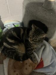 Lost Female Cat last seen Near s may street Joliet il, Joliet, IL 60436