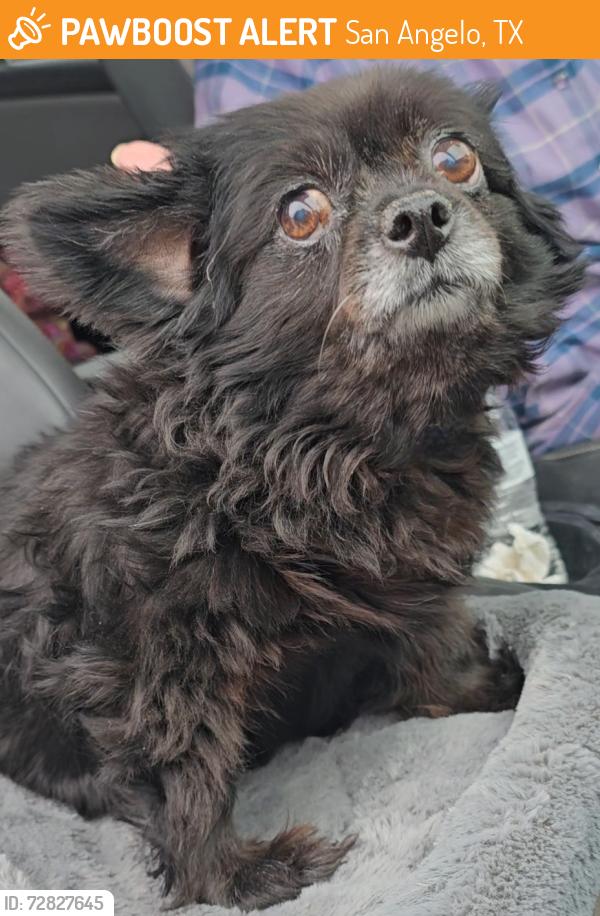Found/Stray Unknown Dog last seen Grand C Rd, San Angelo, TX 76904