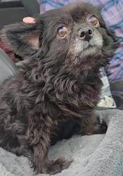 Found/Stray Unknown Dog last seen Grand C Rd, San Angelo, TX 76904