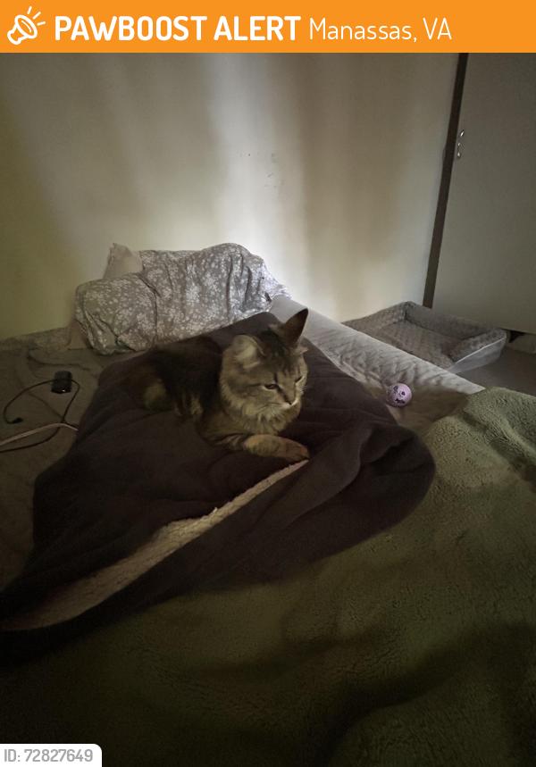 Found/Stray Female Cat last seen Near damascus drive , Manassas, VA 20109
