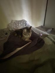 Found/Stray Female Cat last seen Near damascus drive , Manassas, VA 20109