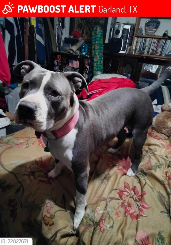 Lost Female Dog last seen Miller abd 5th, Garland, TX 75040