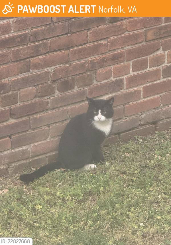 Found/Stray Unknown Cat last seen Little Dog Diner, Norfolk, VA 23517