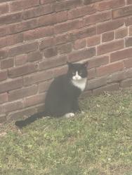 Found/Stray Unknown Cat last seen Little Dog Diner, Norfolk, VA 23517