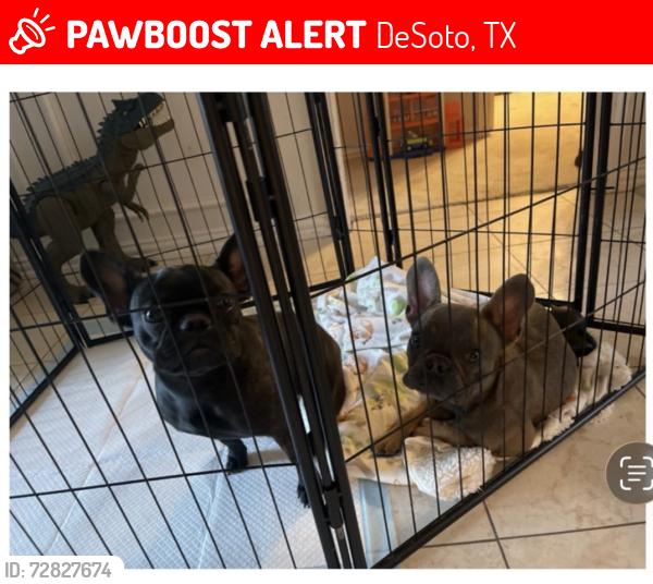 Lost Male Dog last seen Buxton Dr & Cockrell Hill Rd., Desoto, TX, DeSoto, TX 75115